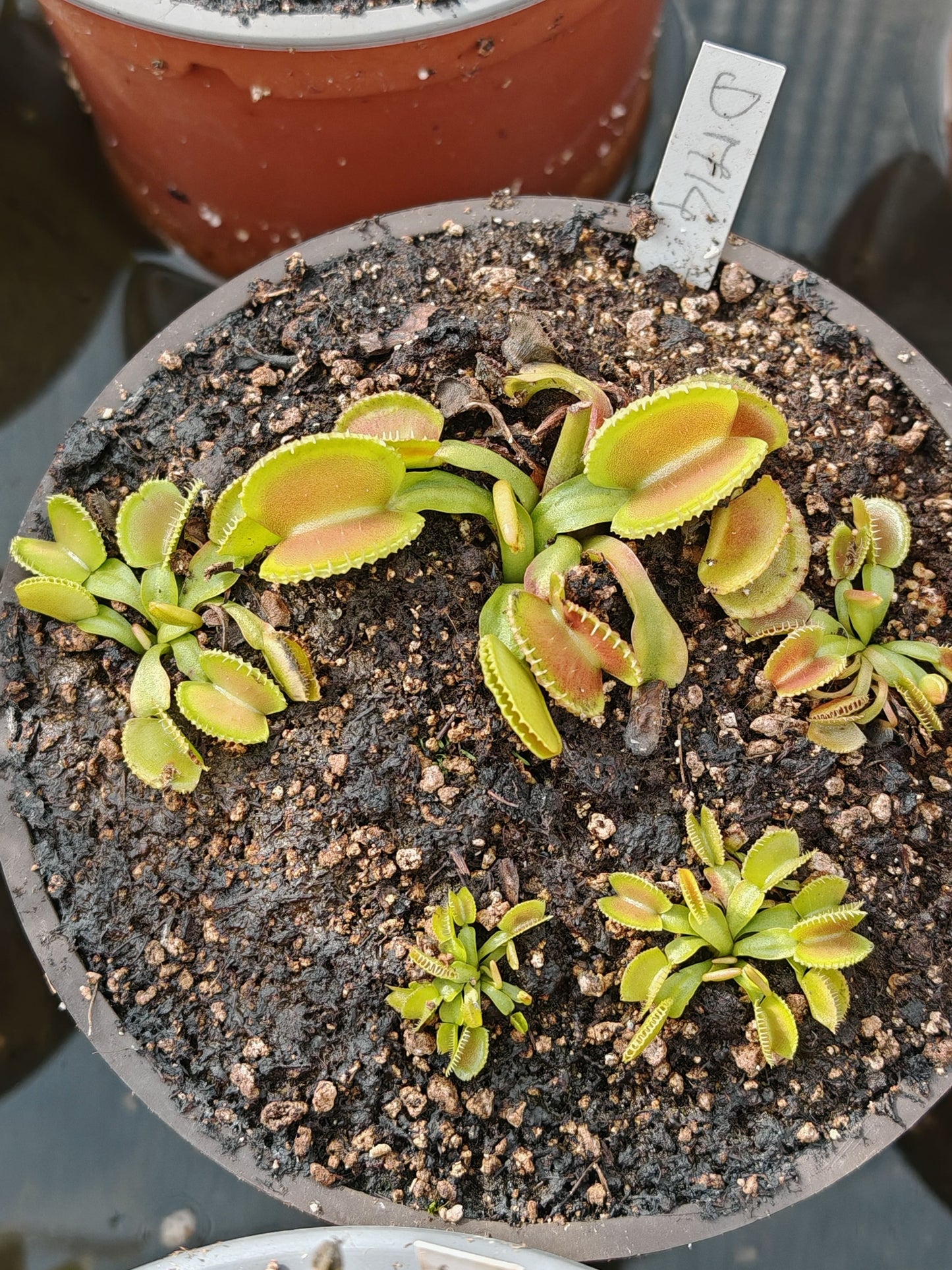 DM14 Dionaea muscipula -- "Wiky Purple Trap"