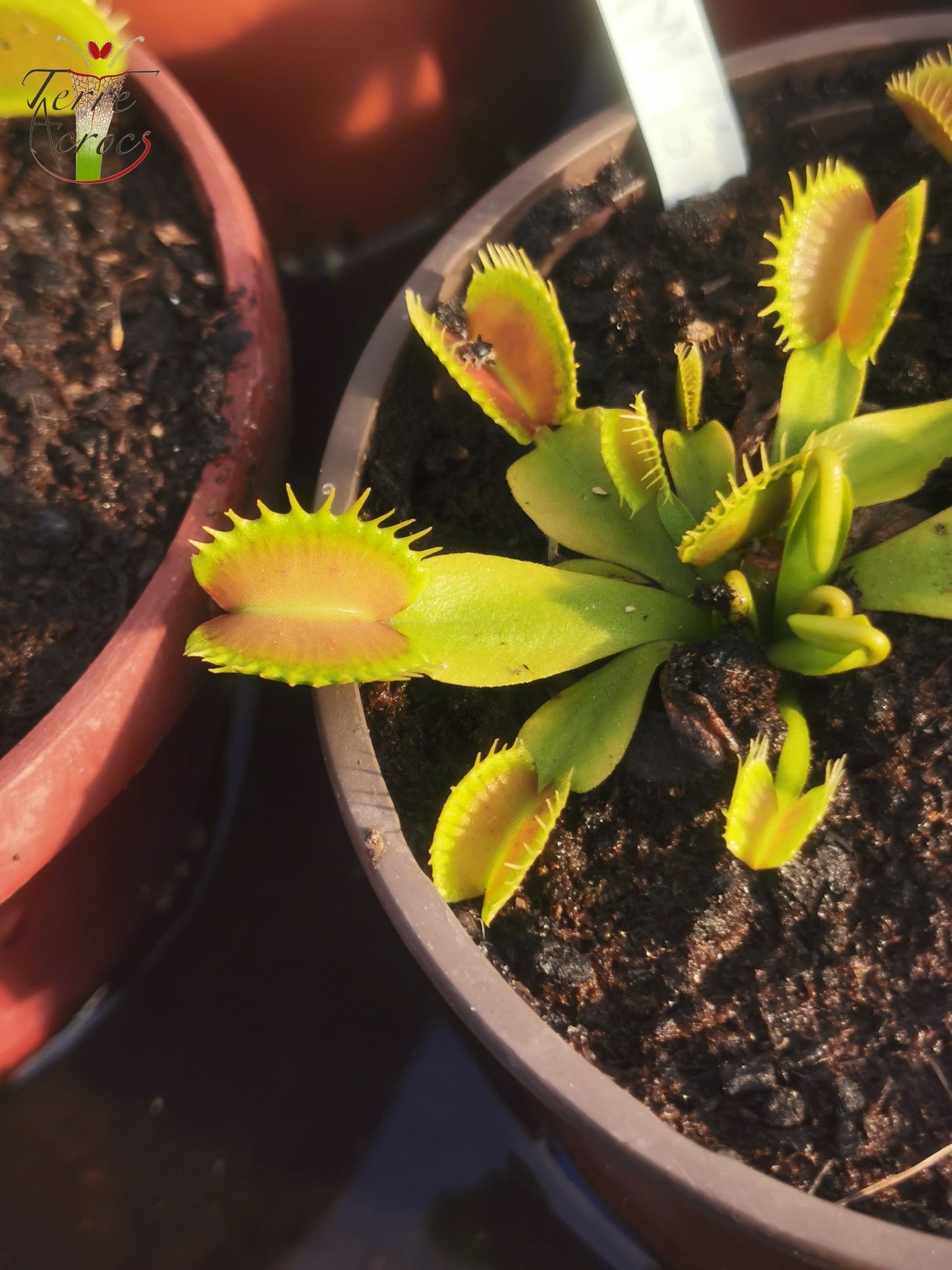 DM16 Dionaea muscipula -- "Raptor"