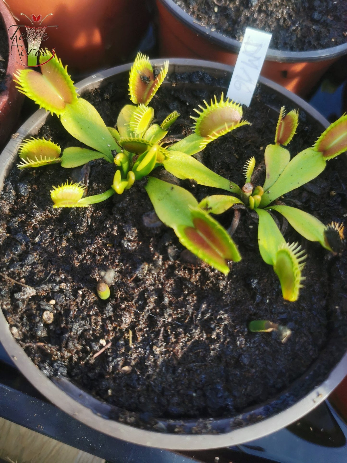 DM16 Dionaea muscipula -- "Raptor"