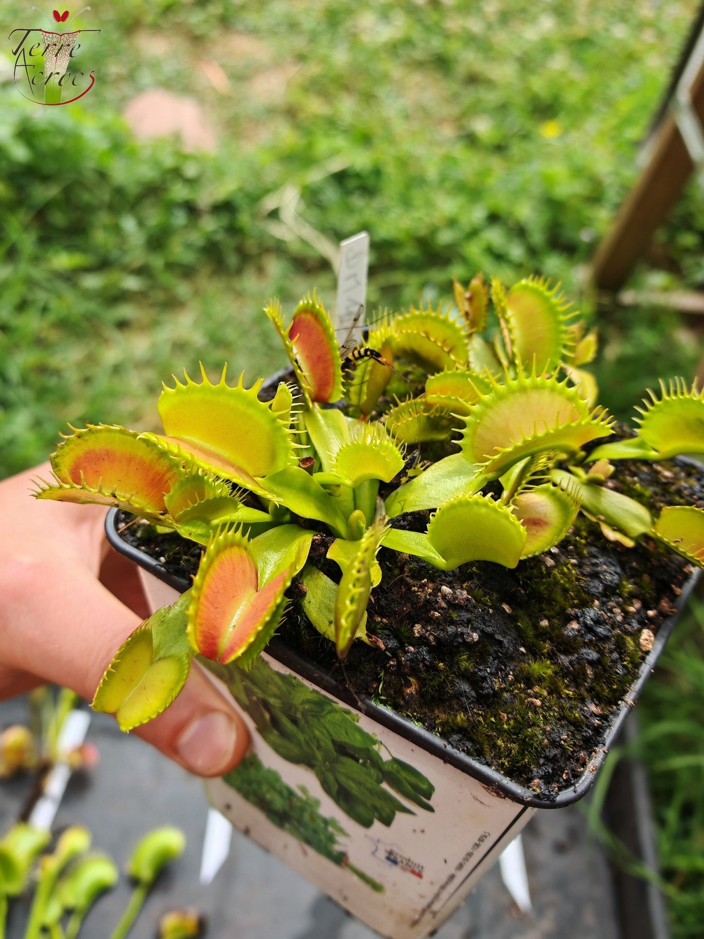 DM16 Dionaea muscipula -- "Raptor"