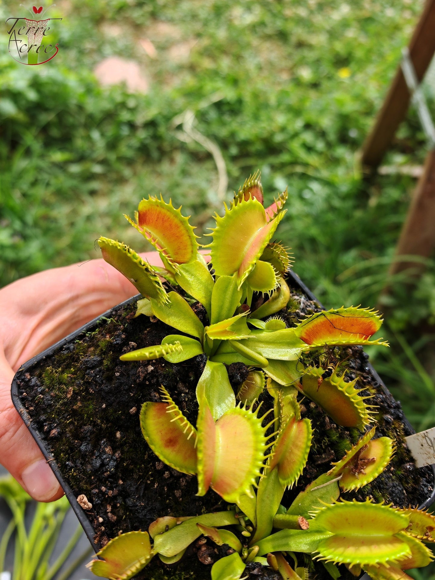 DM16 Dionaea muscipula -- "Raptor"