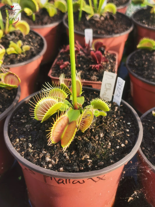 DM23 Dionaea muscipula -- “Phallanx”