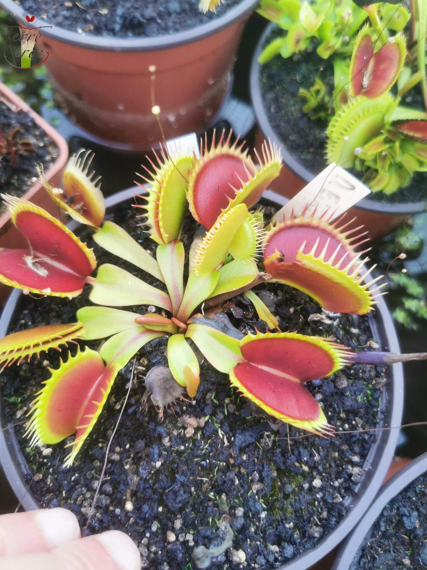 DM25 Dionaea muscipula -- "Fine Tooth x Red"