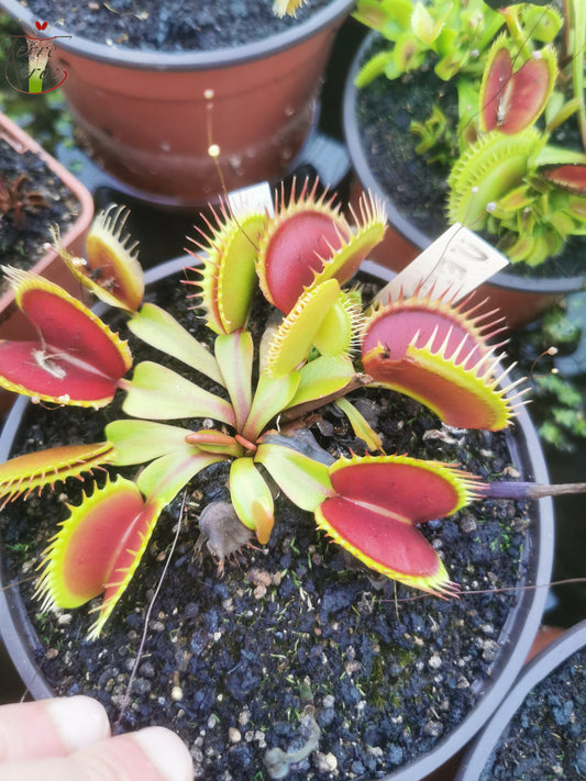 DM25 Dionaea muscipula -- "Fine Tooth x Red"