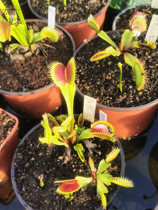 DM26 Dionaea muscipula -- "Dents Stress"