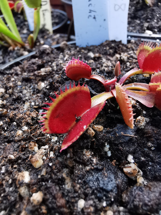 DM28 Dionaea muscipula -- "Coq Couché"