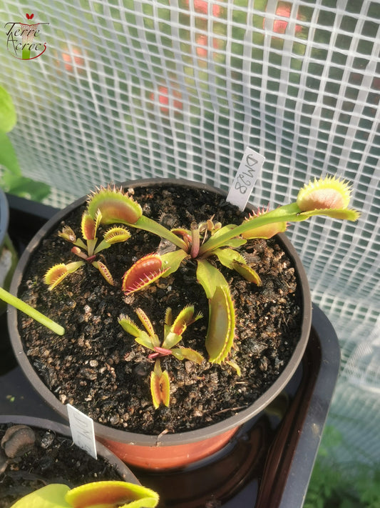 DM28 Dionaea muscipula -- "Coq Couché"