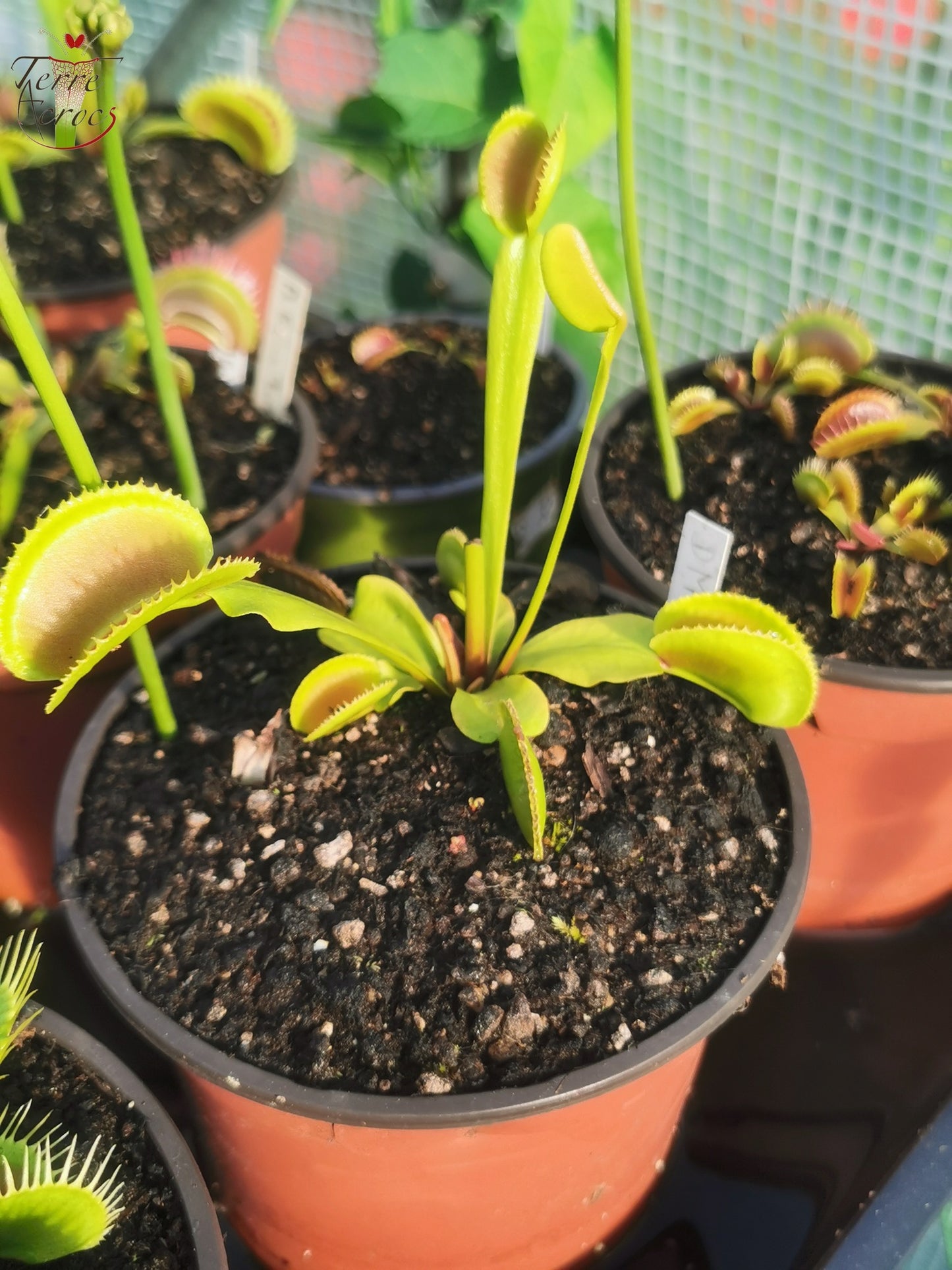 DM29 Dionaea muscipula -- Type microdents
