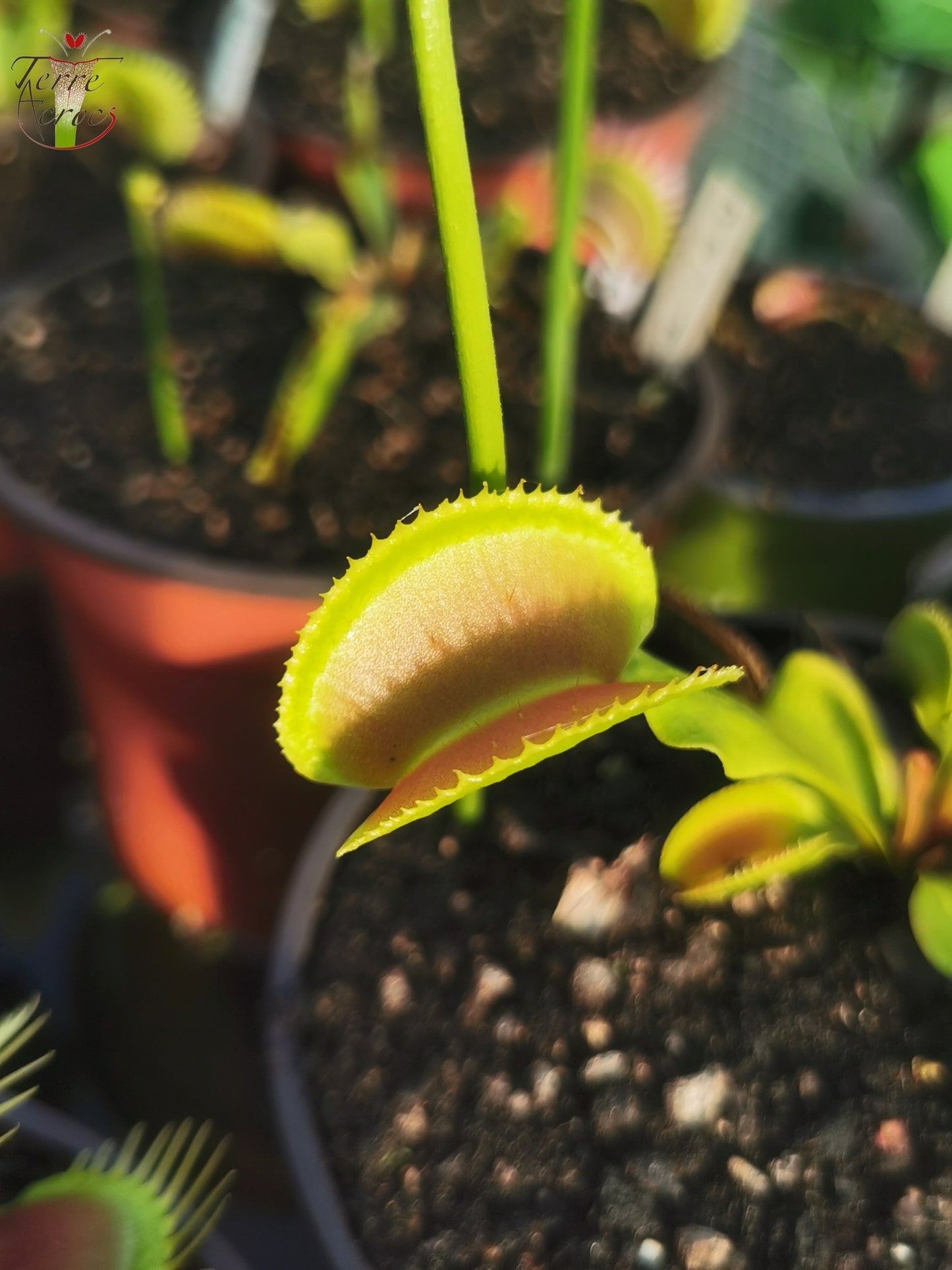 DM29 Dionaea muscipula -- Type microdents