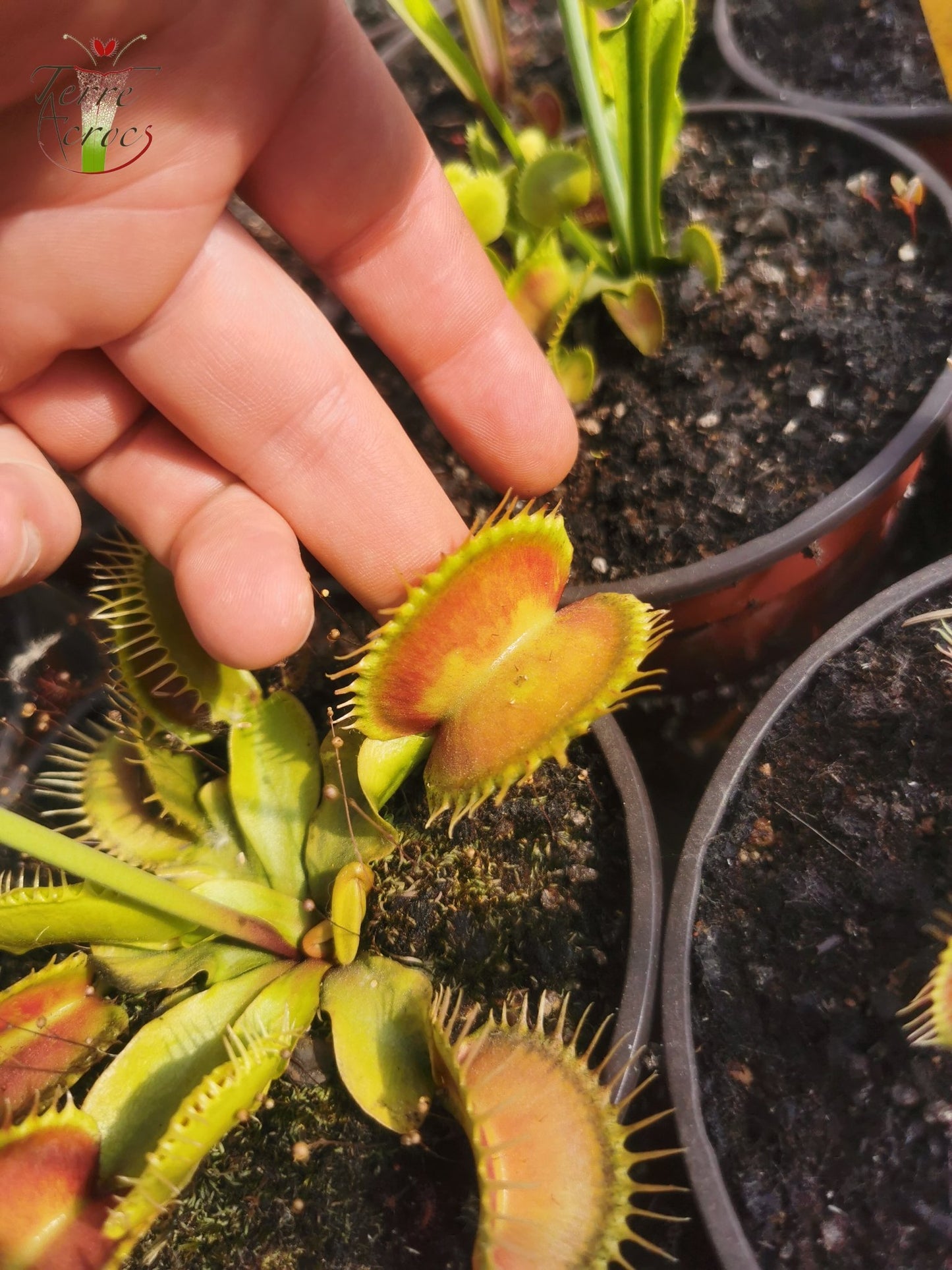 DM30 Dionaea muscipula -- "Antonov 225"