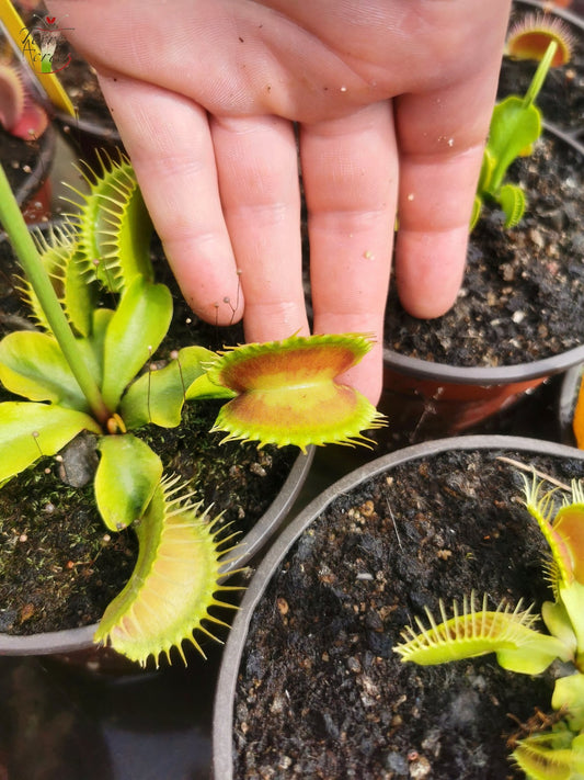 DM30 Dionaea muscipula -- "Antonov 225"