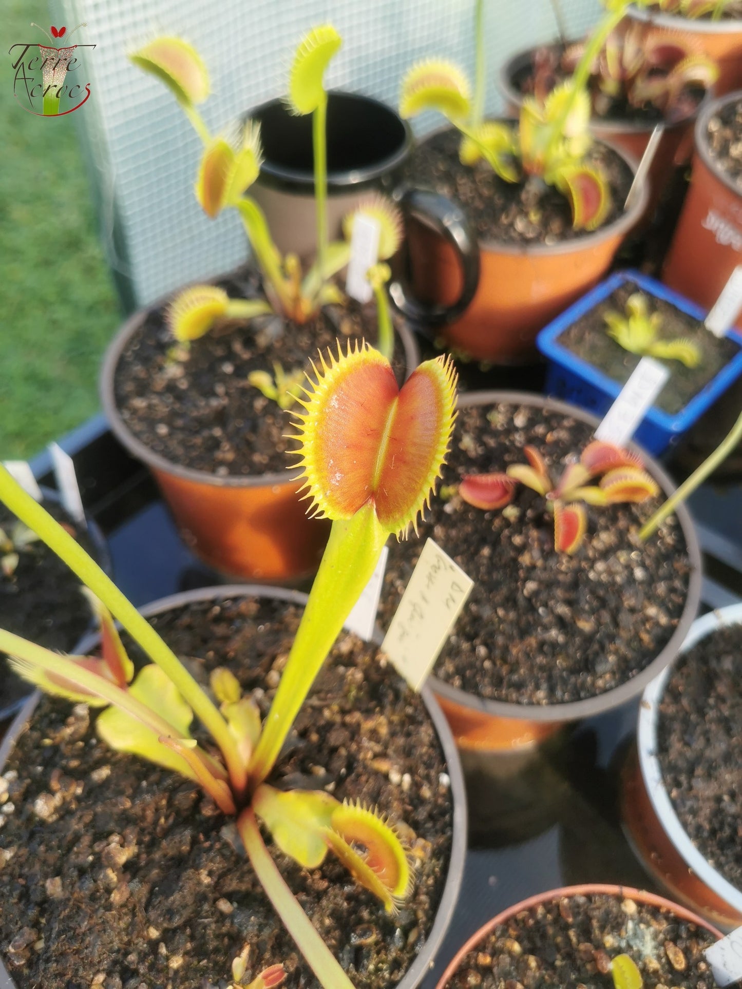 DM36 Dionaea muscipula -- "La Grosse à Guigui"