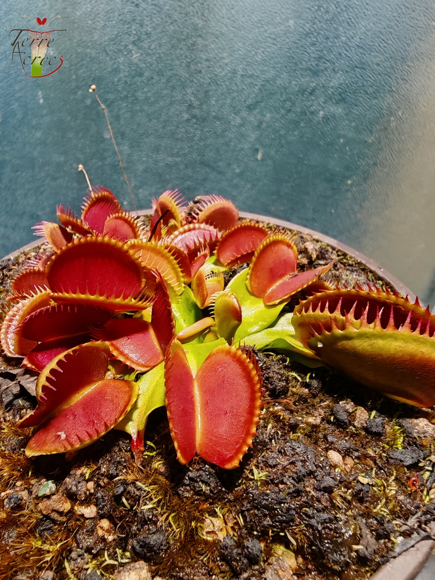 DM36 Dionaea muscipula -- "La Grosse à Guigui"