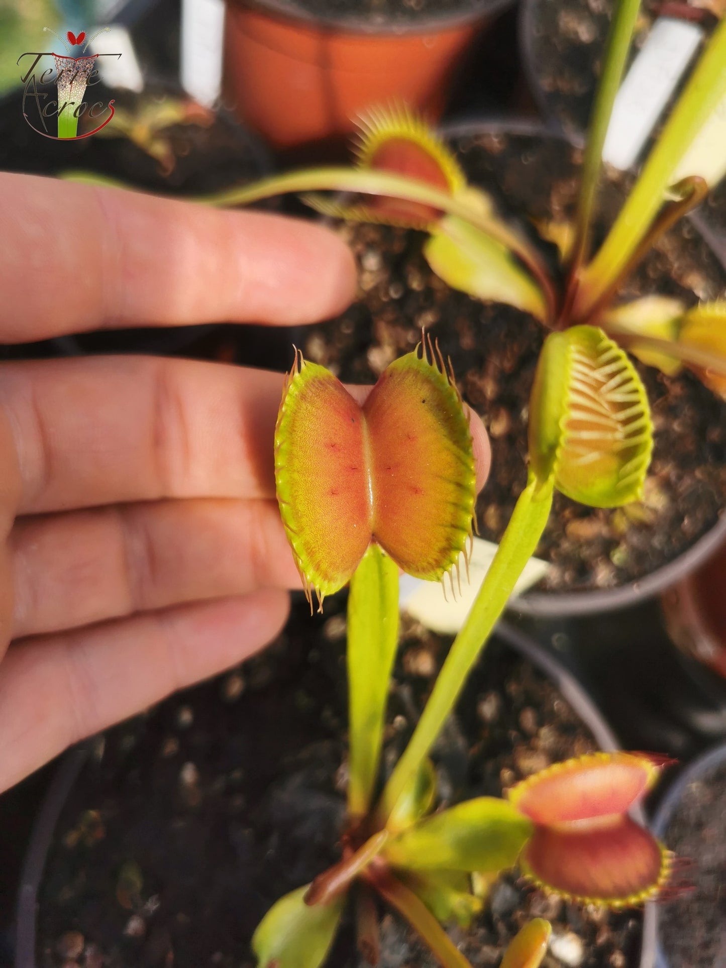 DM37 Dionaea muscipula -- “Big”