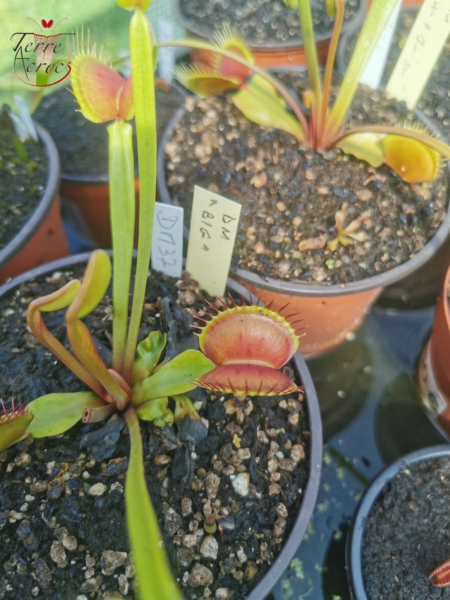 DM37 Dionaea muscipula -- “Big”