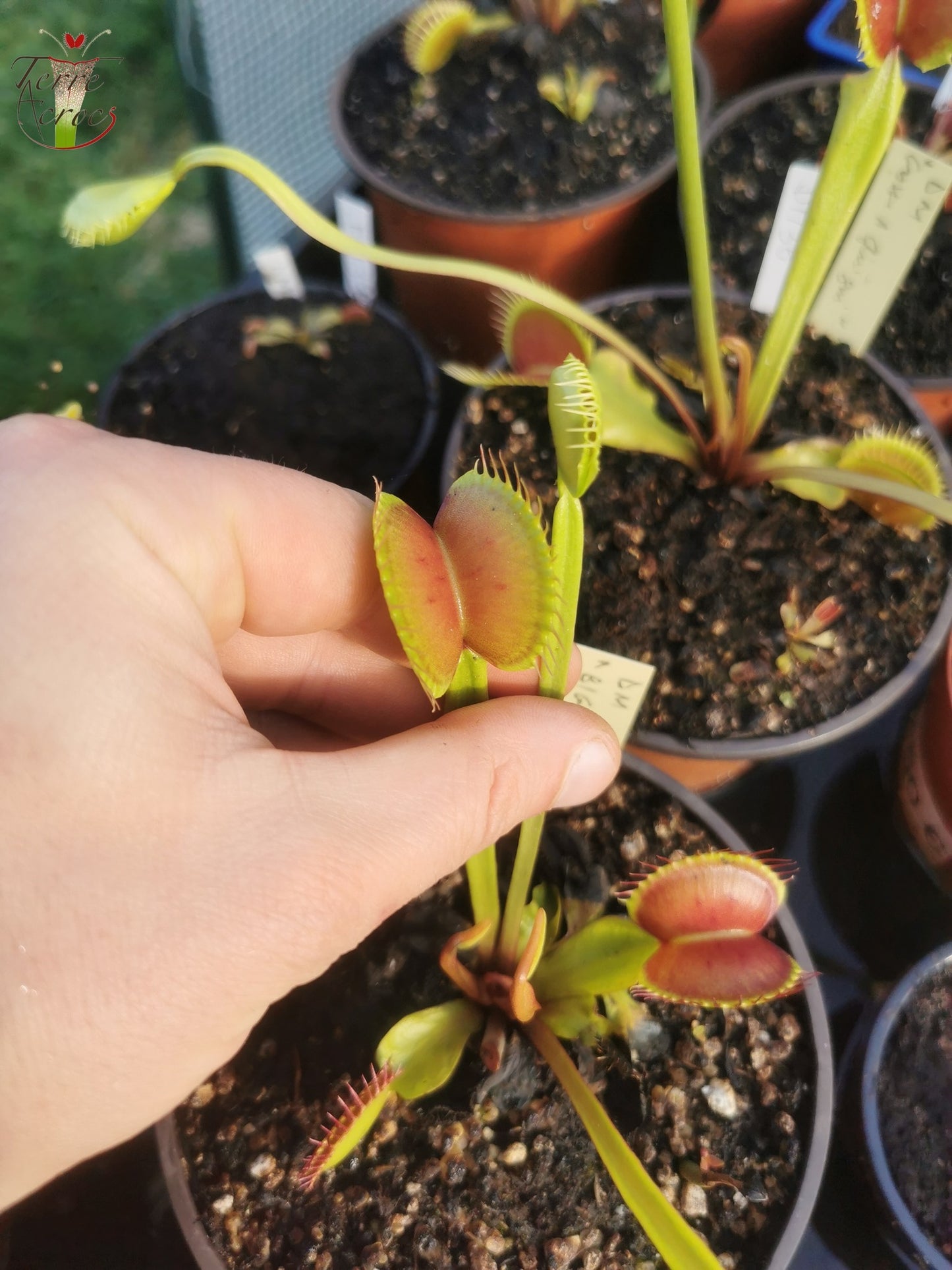 DM37 Dionaea muscipula -- “Big”