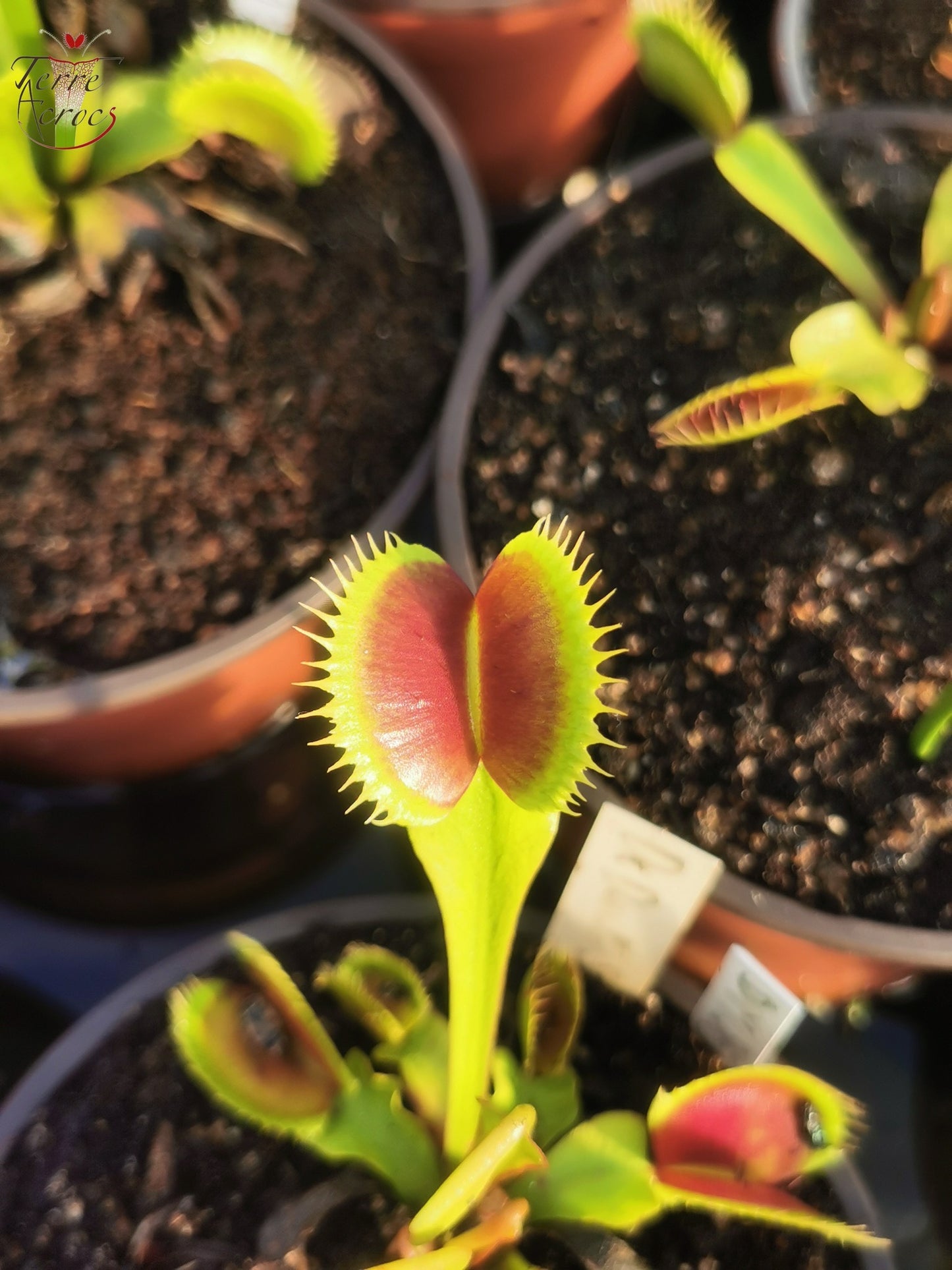 DM26 Dionaea muscipula -- "Dents Stress"