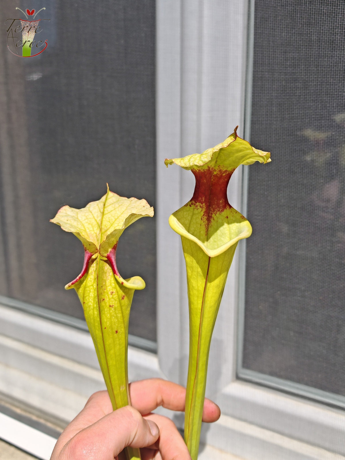 LB01 Híbrido único de Sarracenia