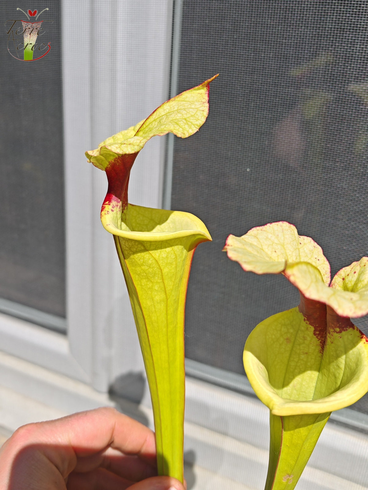 LB01 Híbrido único de Sarracenia