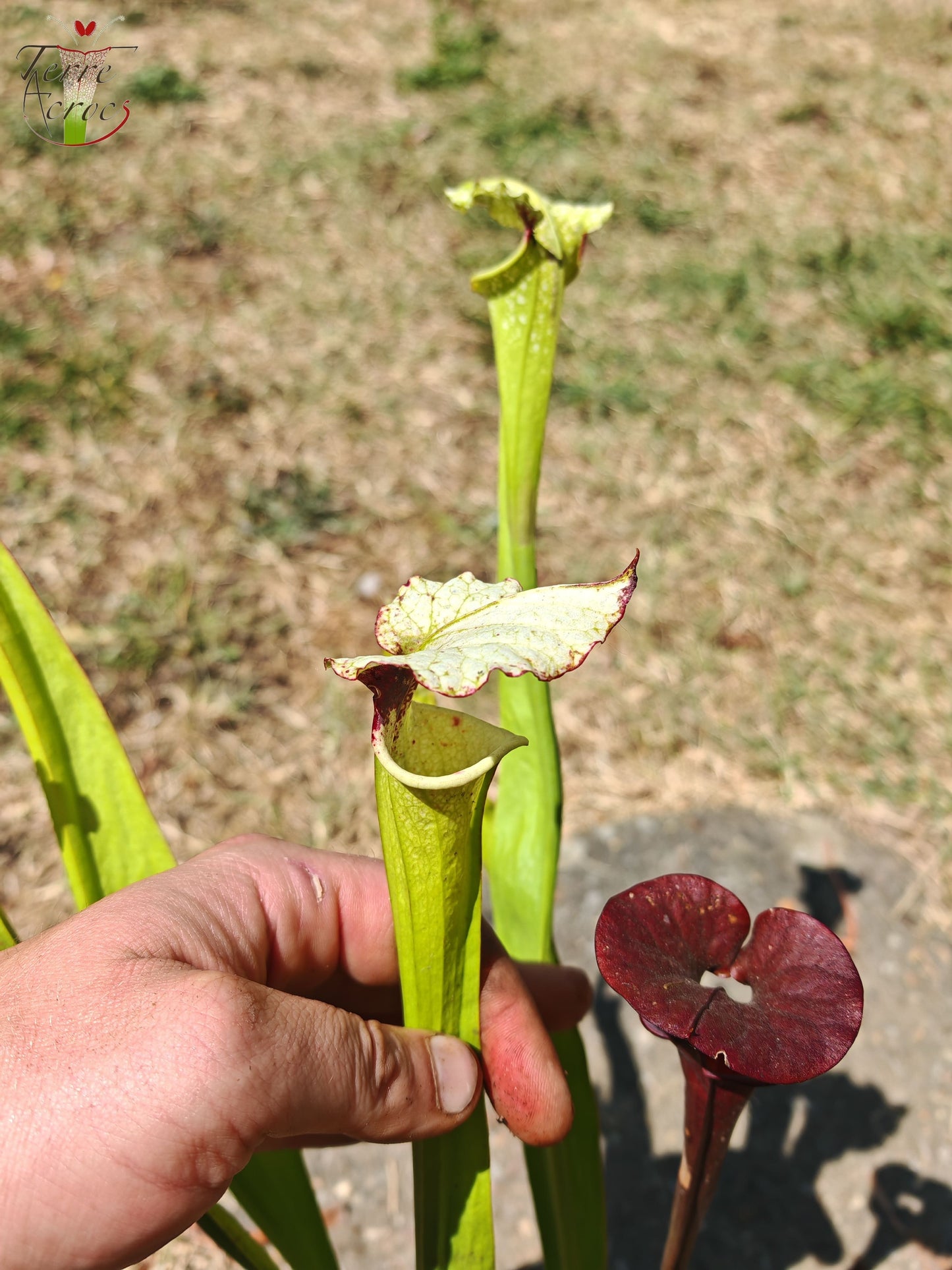 LB05 Sarracenia hybride unique