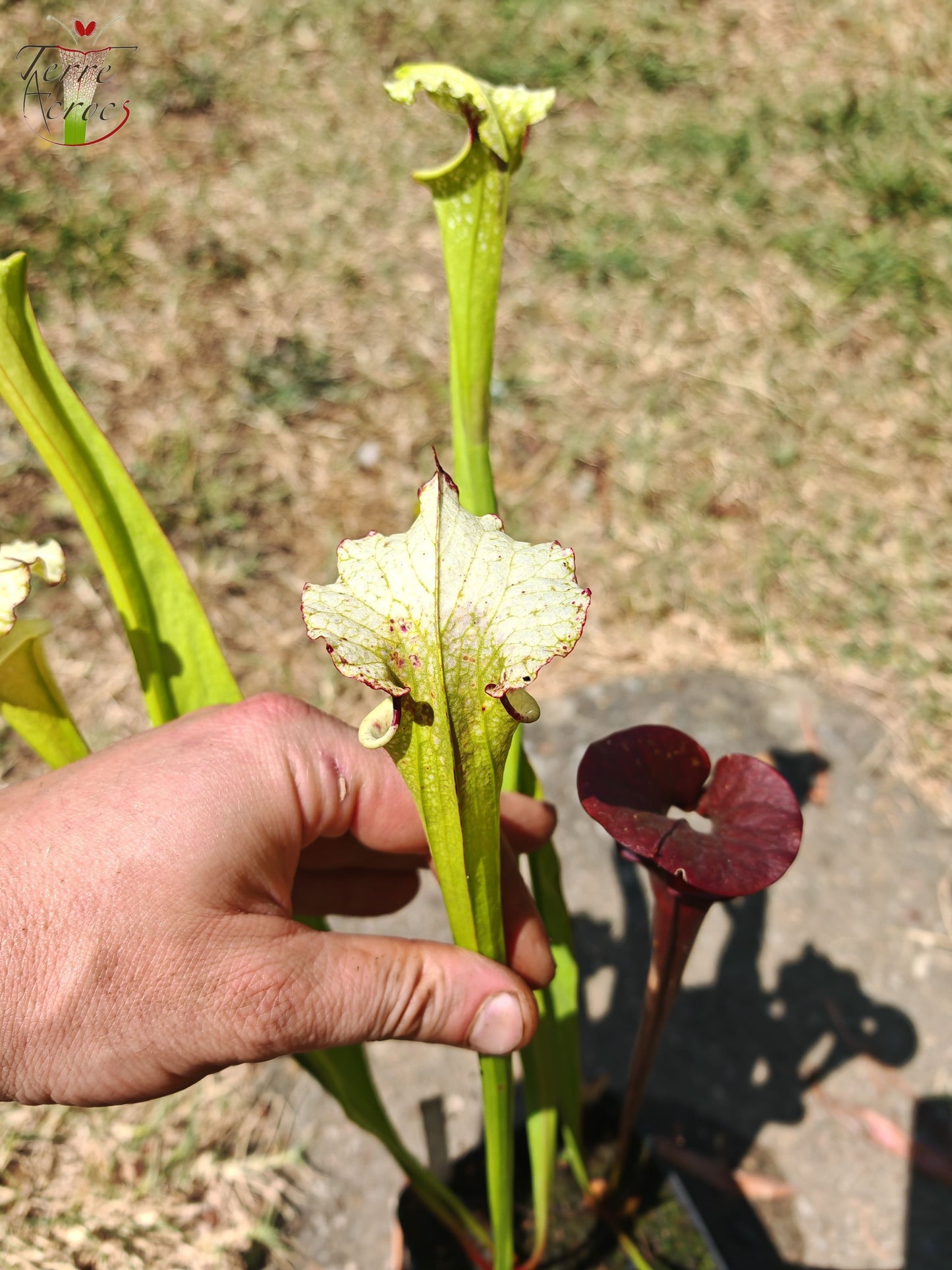 LB05 Sarracenia hybride unique