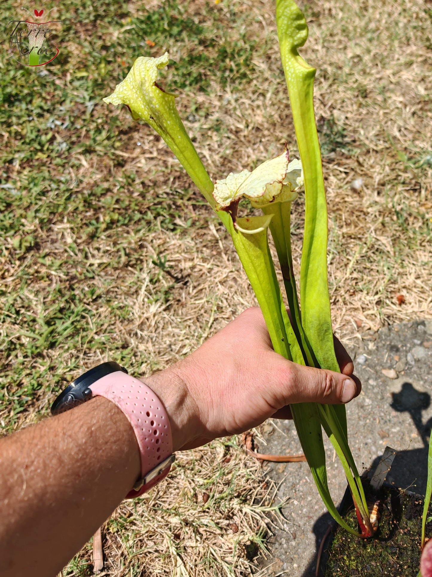 LB05 Sarracenia hybride unique