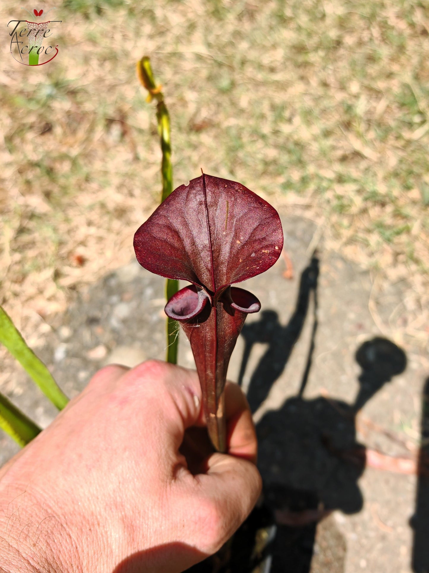 LB06 Sarracenia hybride unique