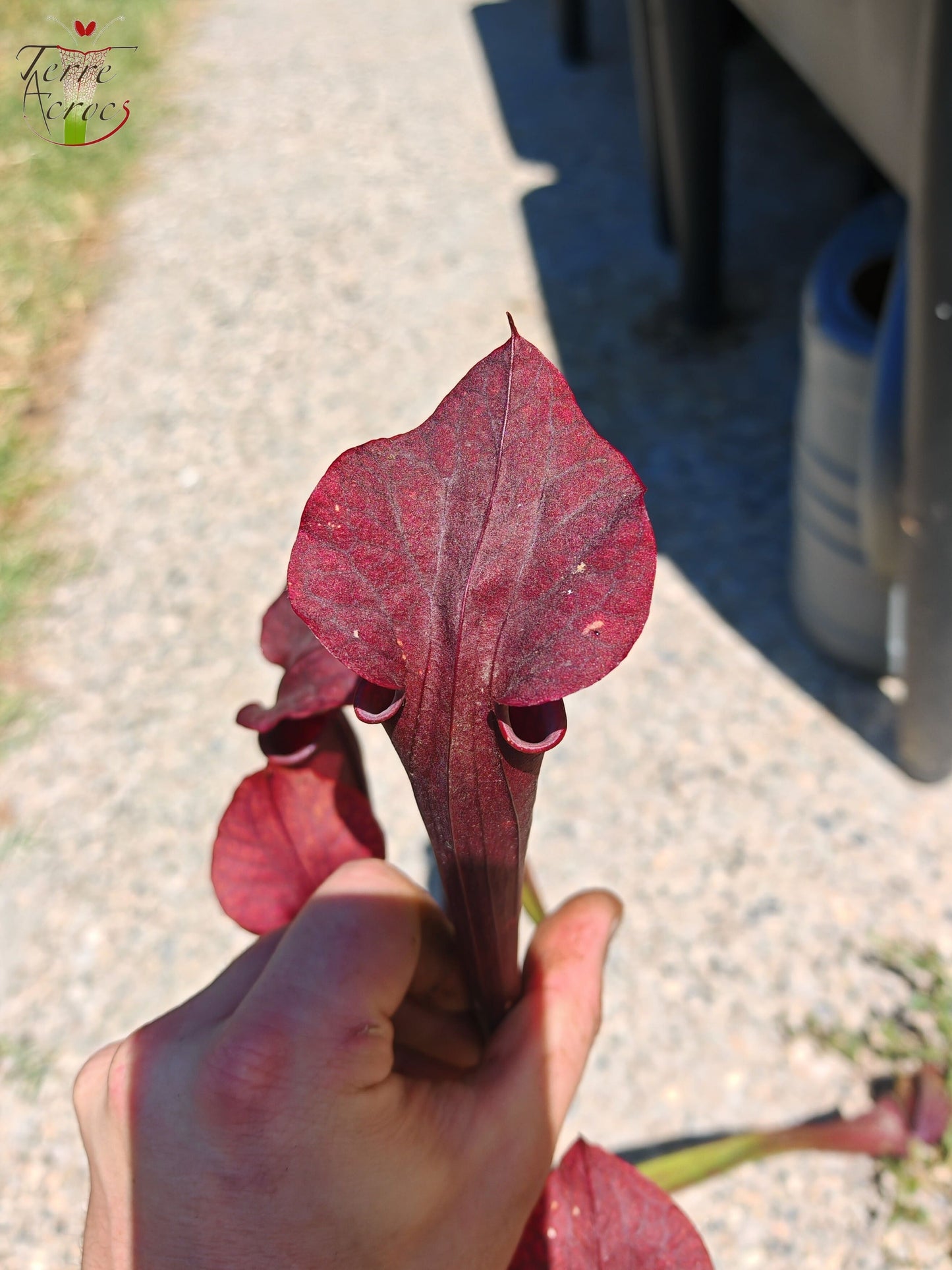 LB08 Sarracenia hybride unique