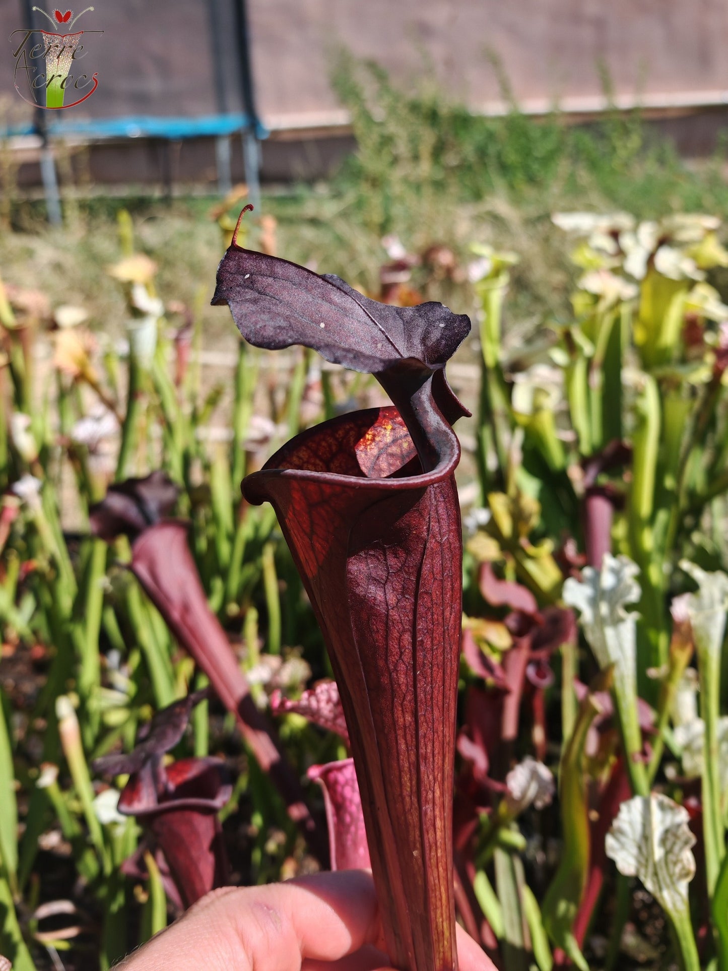 LB09 Sarracenia hybride unique