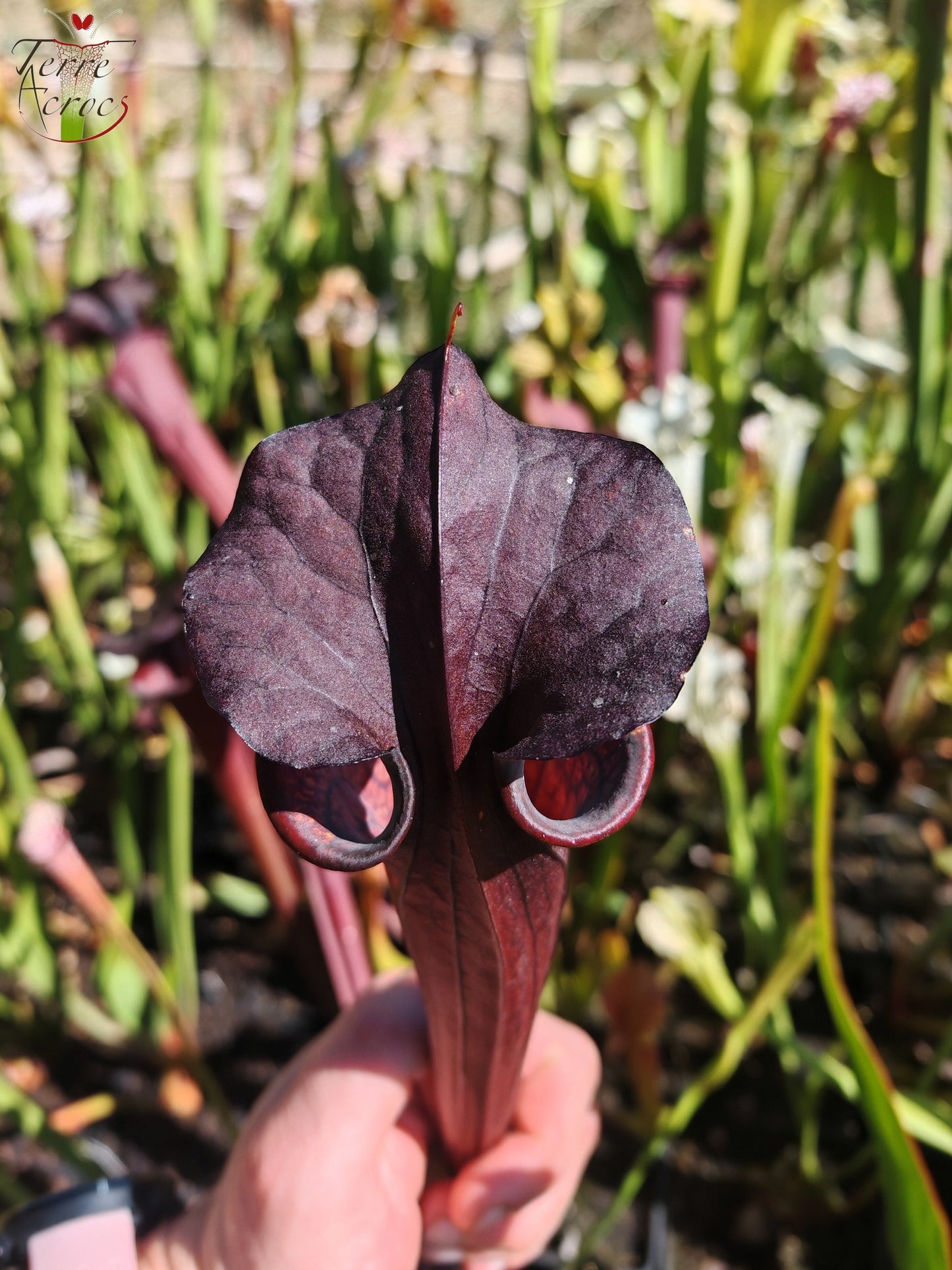 LB09 Sarracenia hybride unique