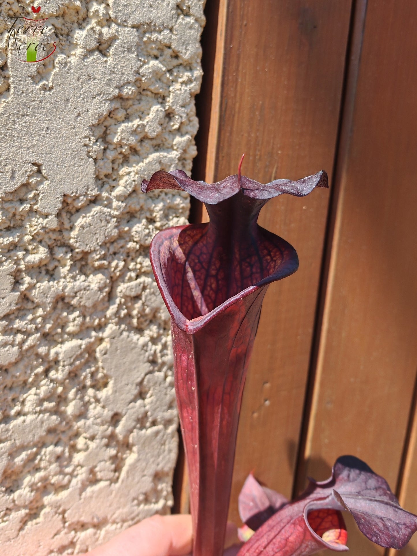 LB09 Sarracenia hybride unique