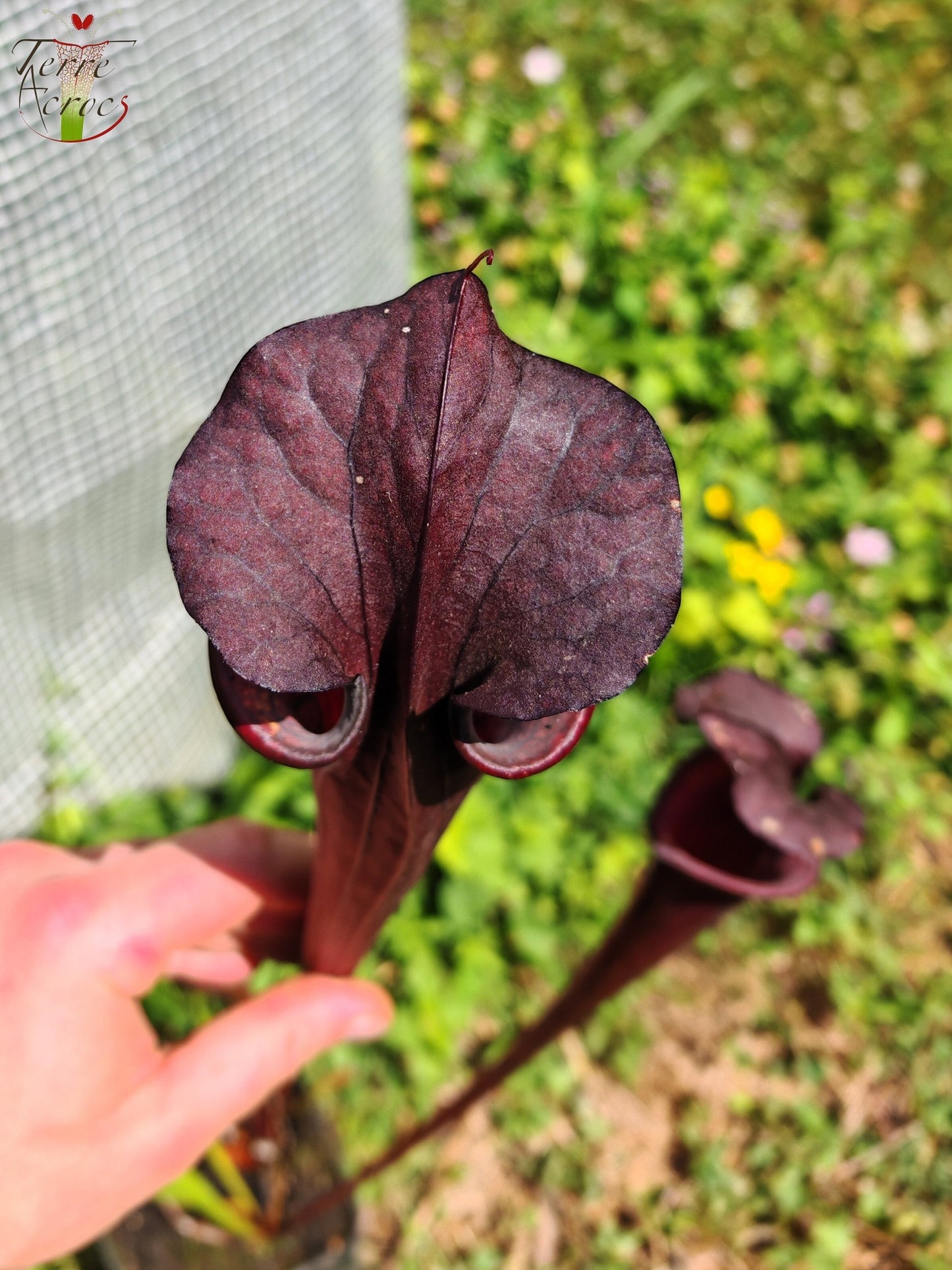 LB09 Sarracenia hybride unique