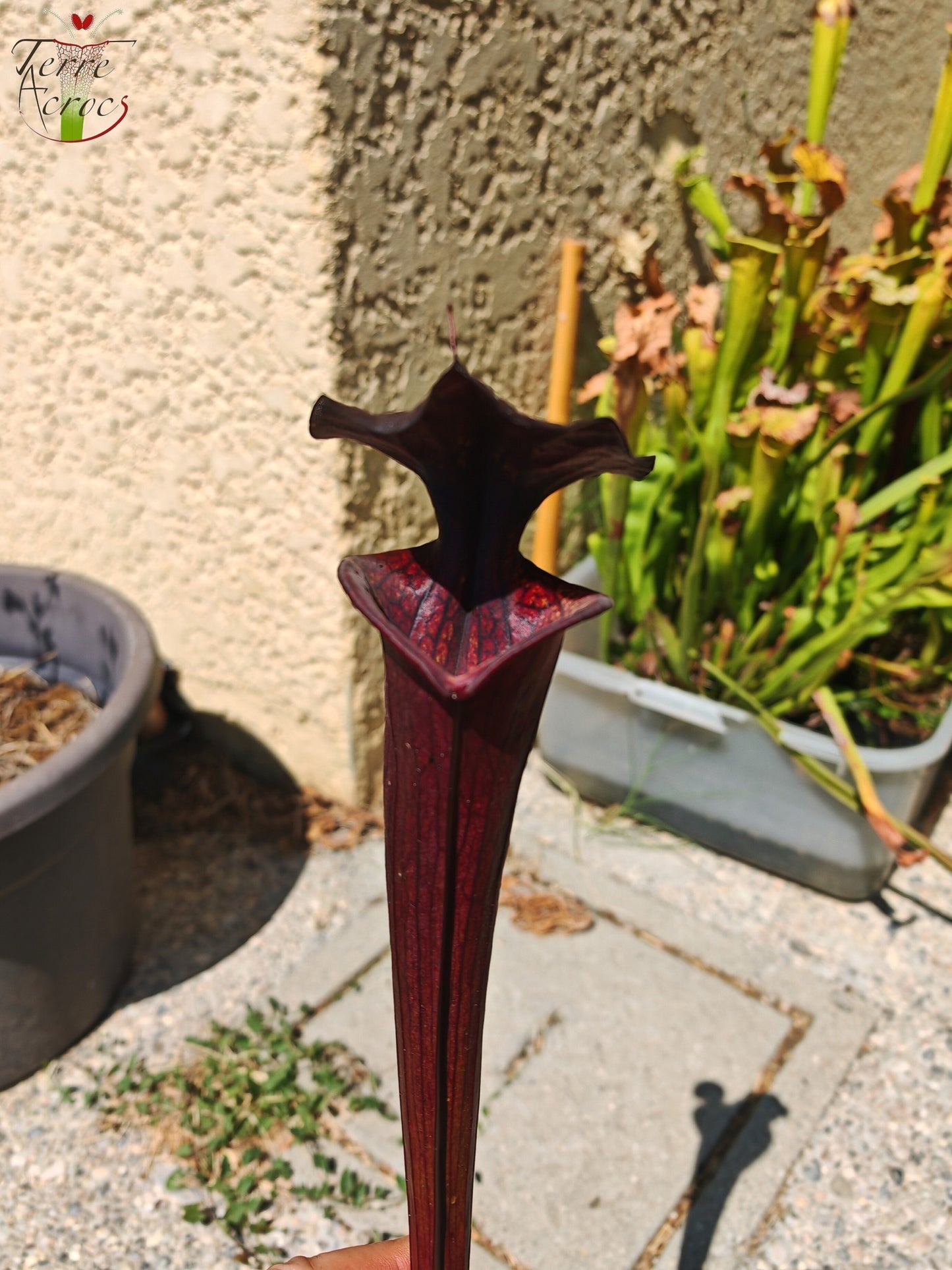 LB09 Sarracenia hybride unique