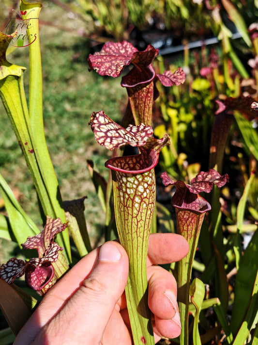 LBOB02-01 Sarracenia hybride unique