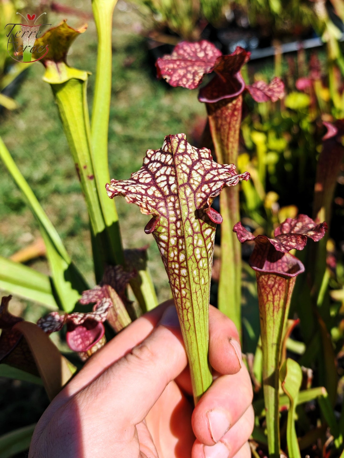 LBOB02-01 Sarracenia hybride unique