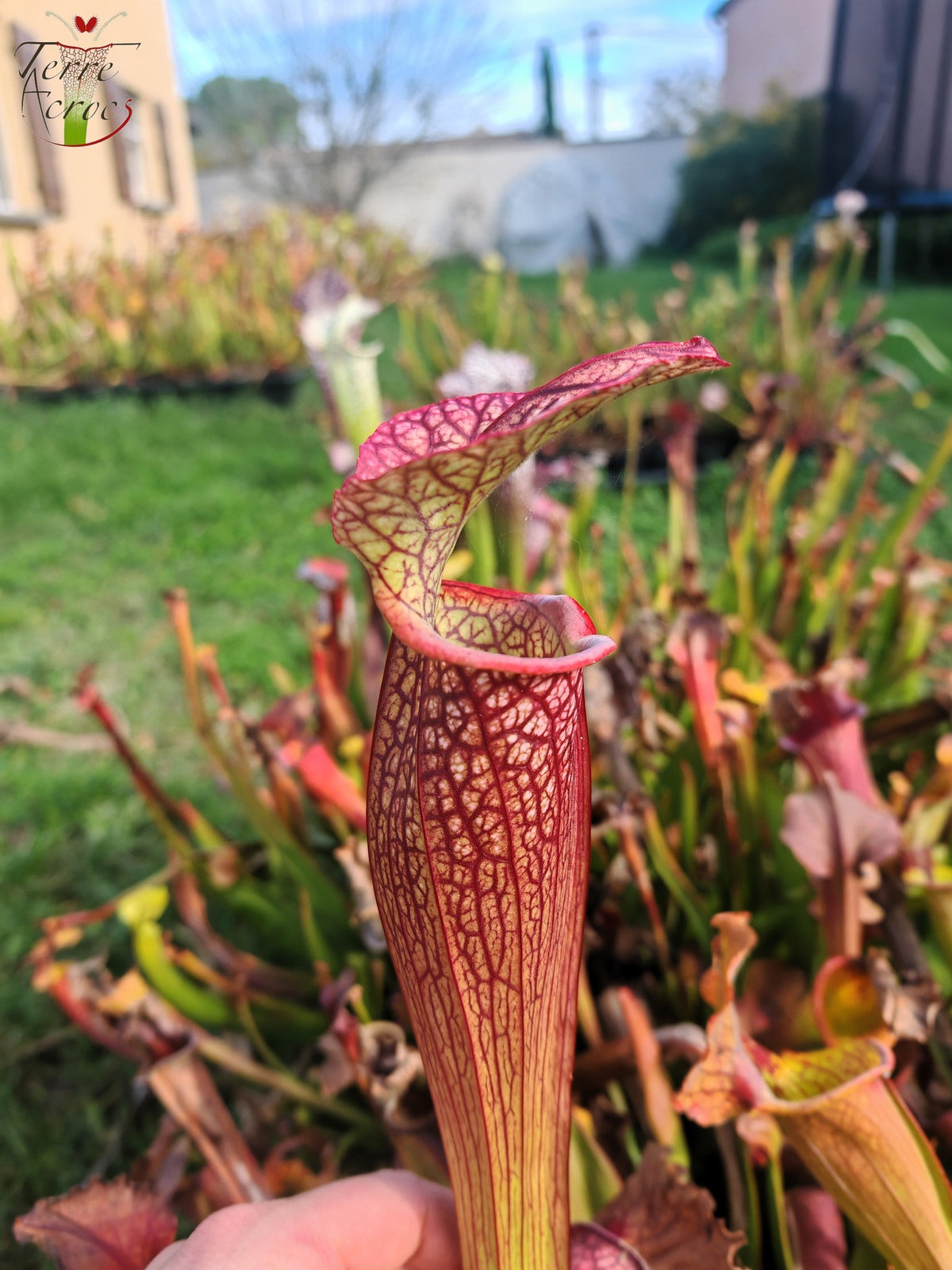 LBOB03 Sarracenia híbrido único