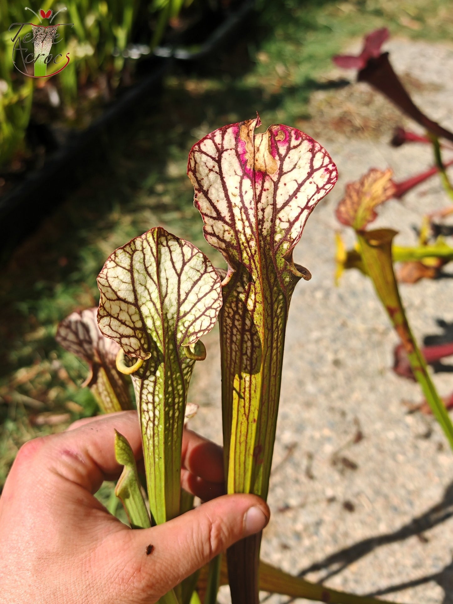 LBOB06 Sarracenia hybride unique