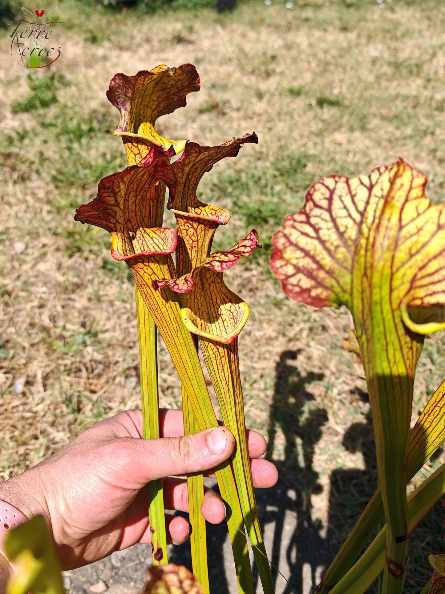 LBOB07 Sarracenia hybride unique
