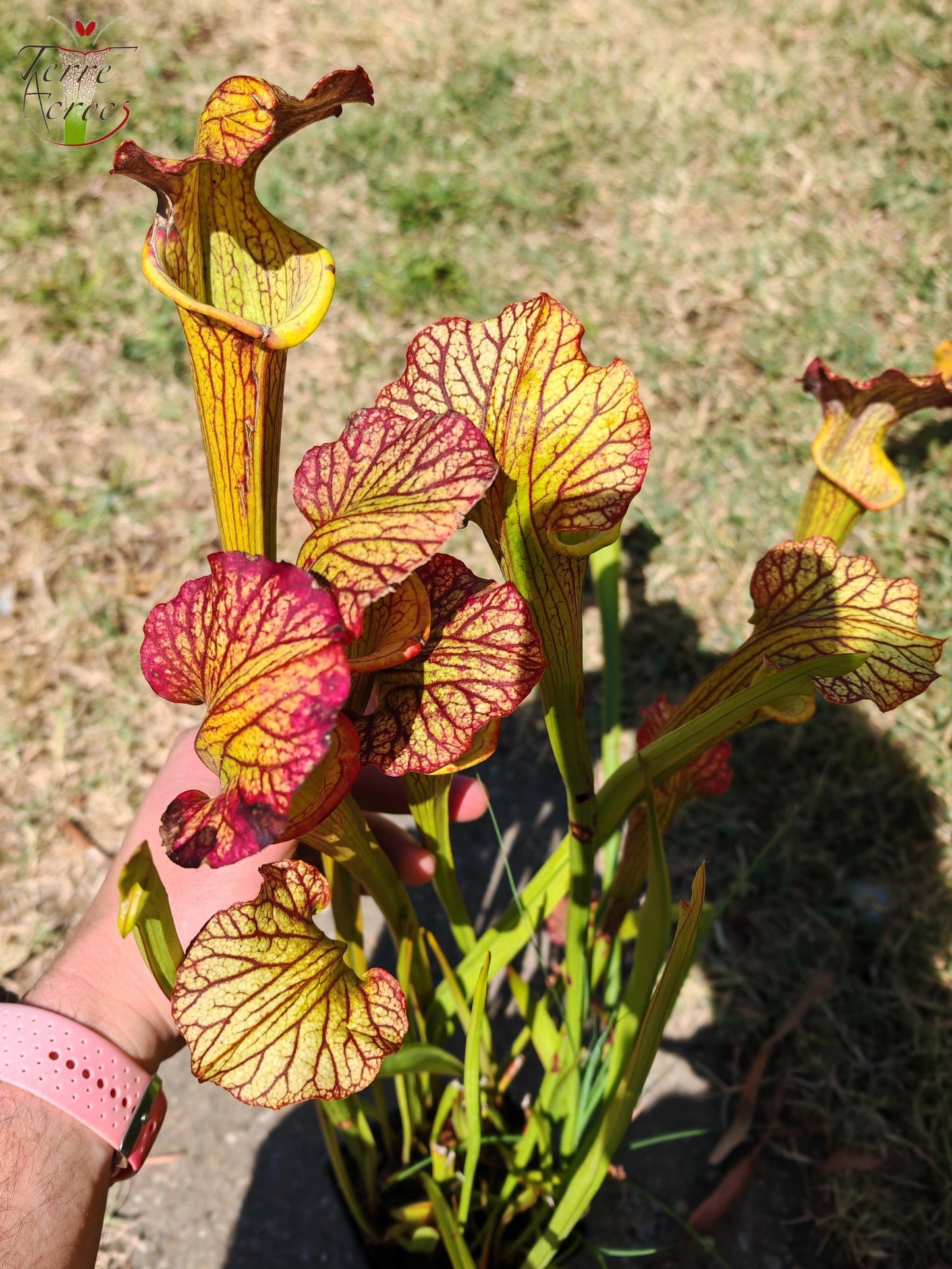 LBOB07 Sarracenia hybride unique