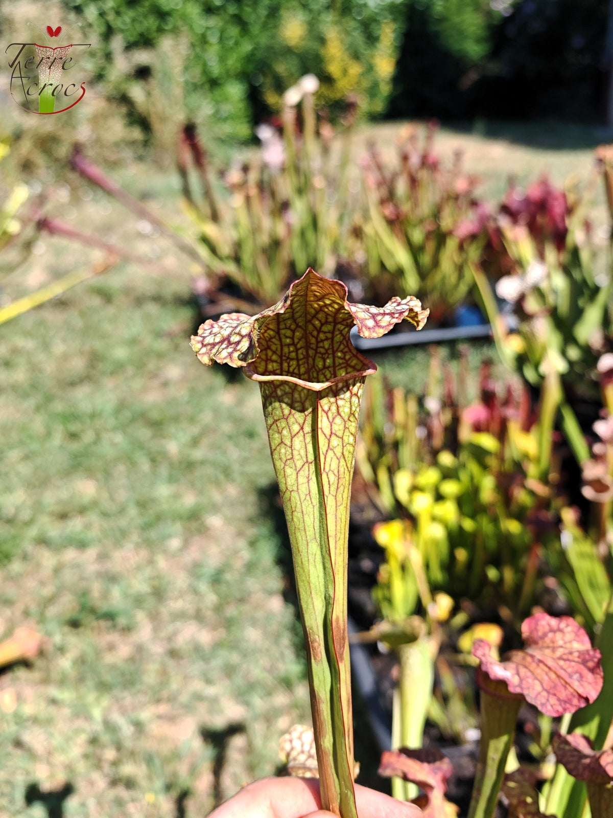 LBOB08 Ibrido di Sarracenia
