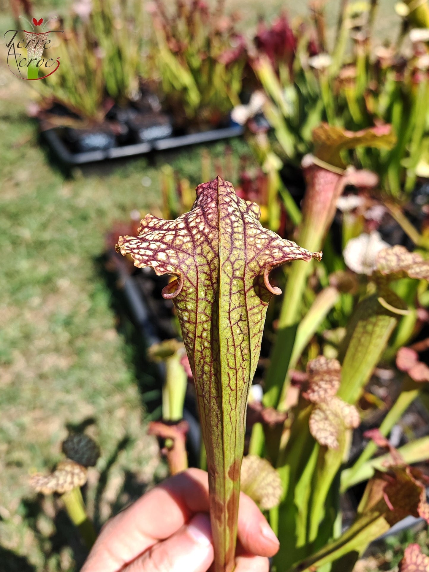 LBOB08 Sarracenia hybride