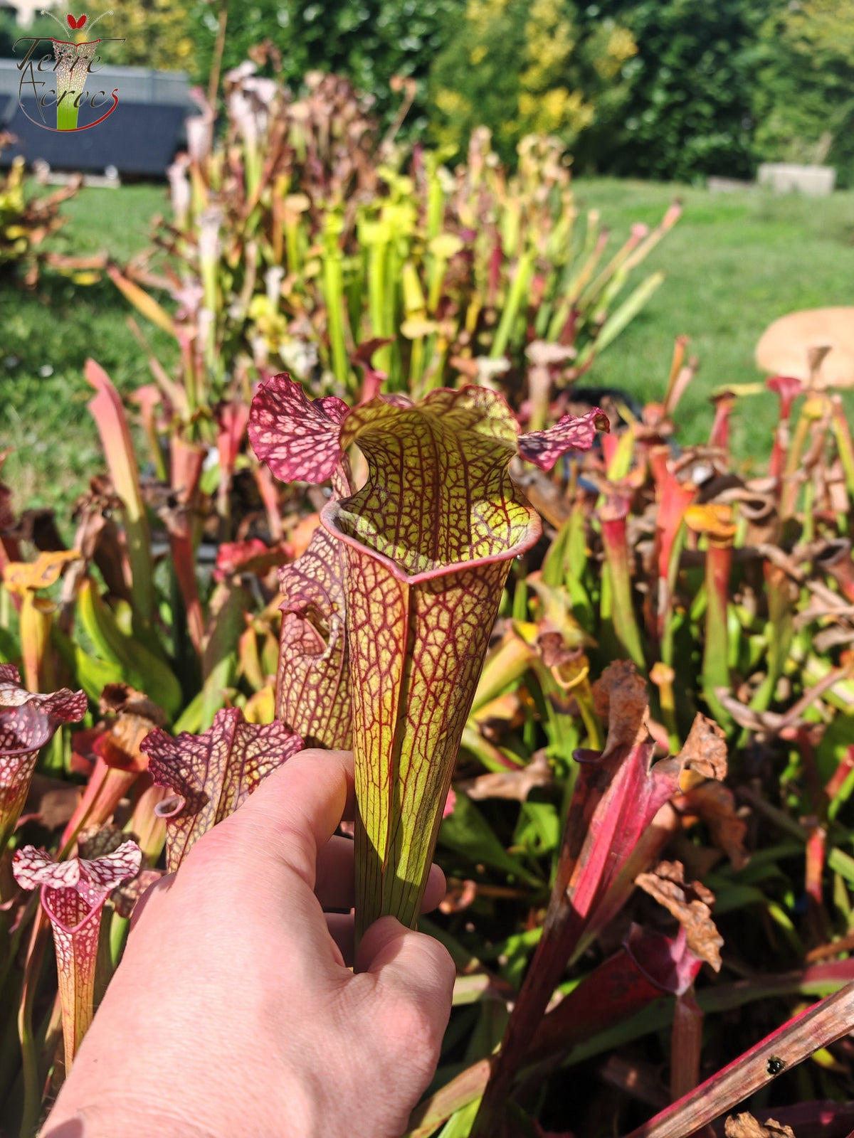 LBOB08 Ibrido di Sarracenia