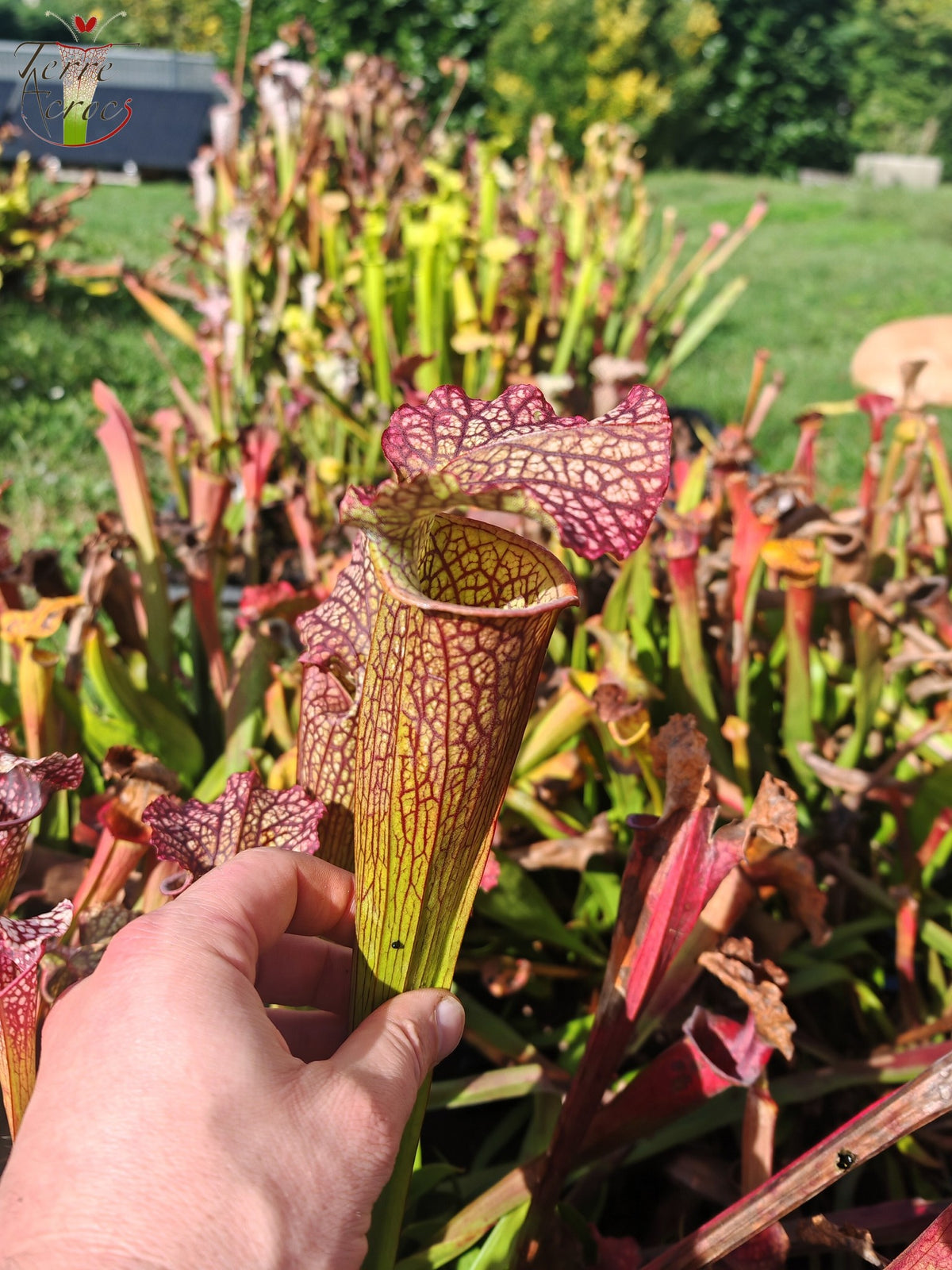 LBOB08 Ibrido di Sarracenia
