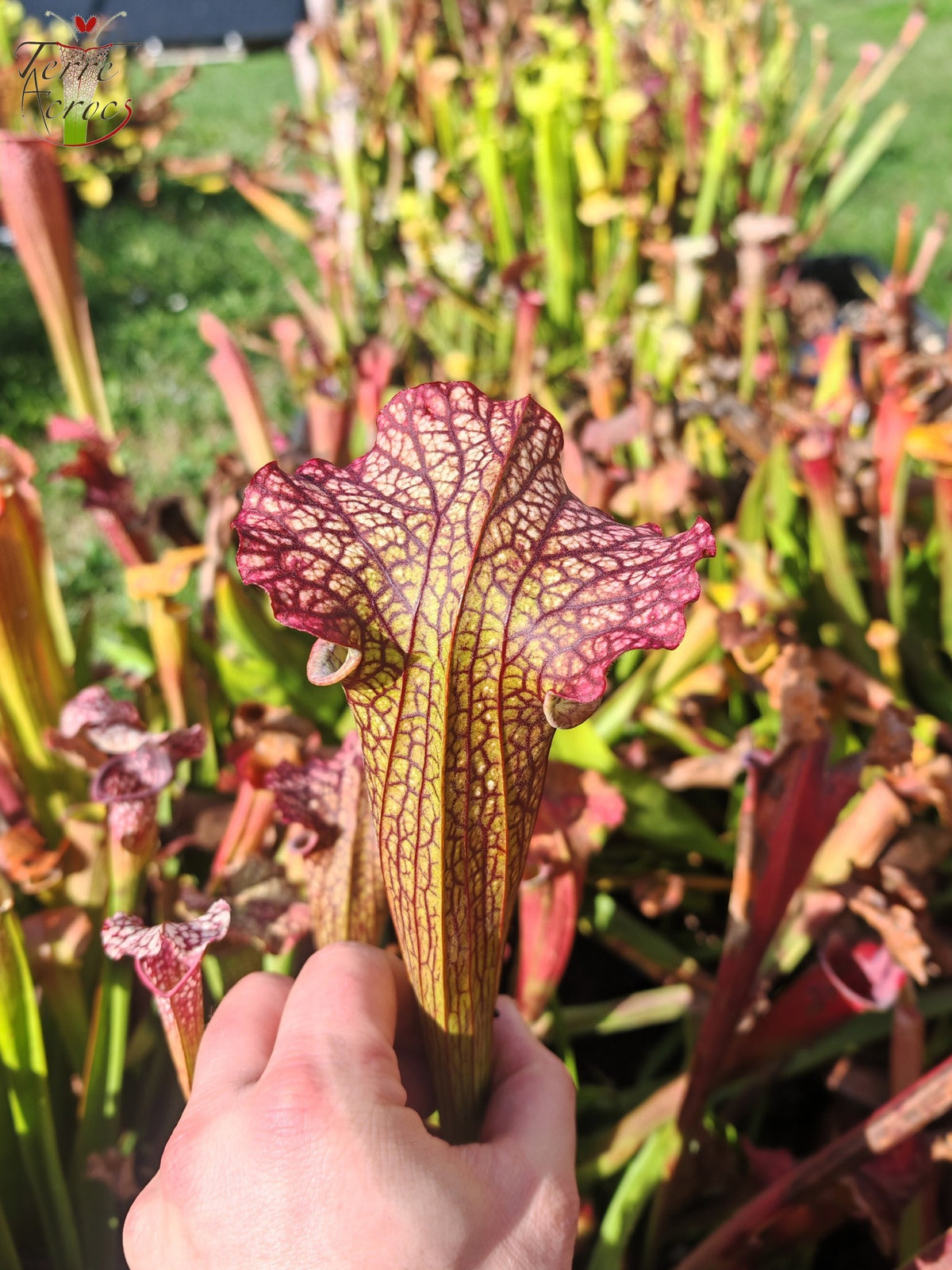 LBOB08 Ibrido di Sarracenia