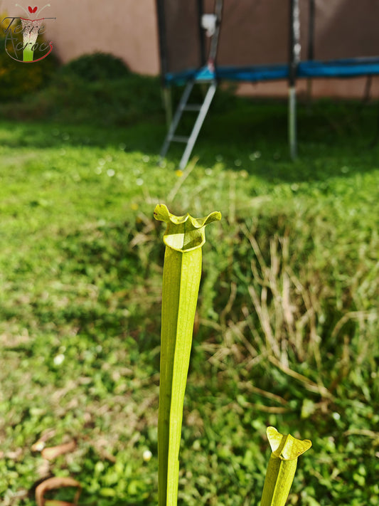 LBU04 Sarracenia hybride