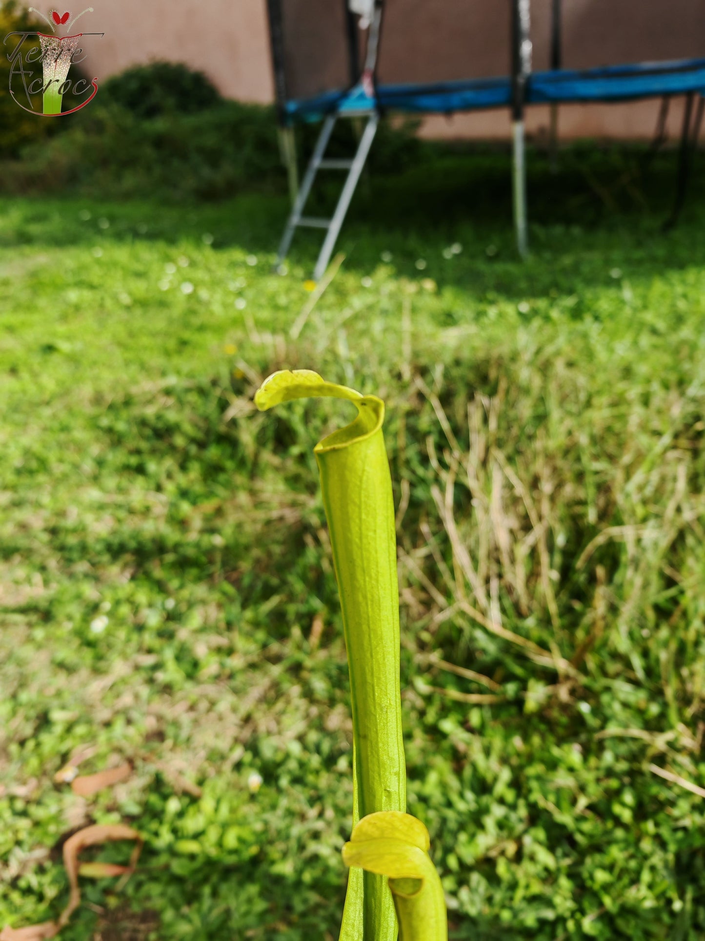 LBU04 Sarracenia hybride
