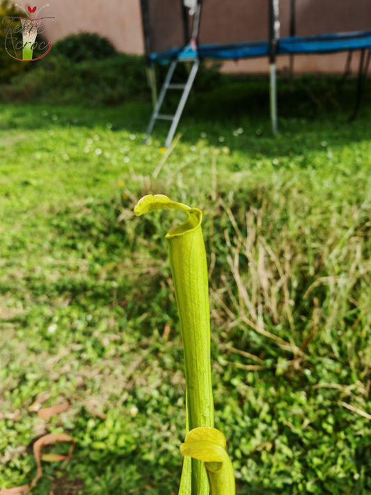 LBU04 Sarracenia hybride