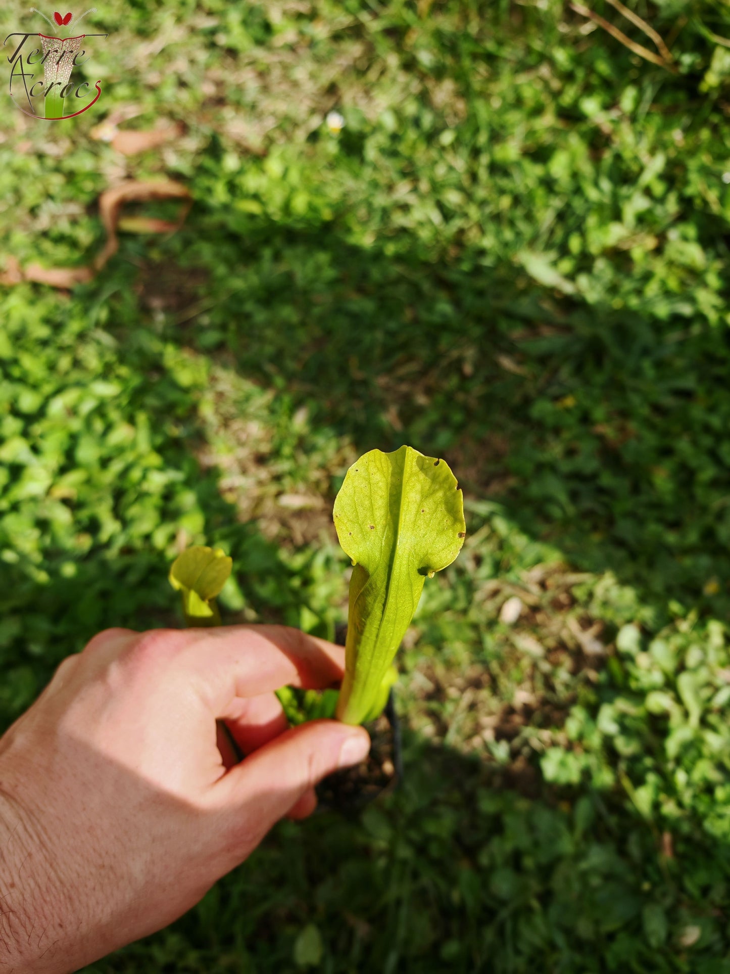 LBU04 Sarracenia hybride