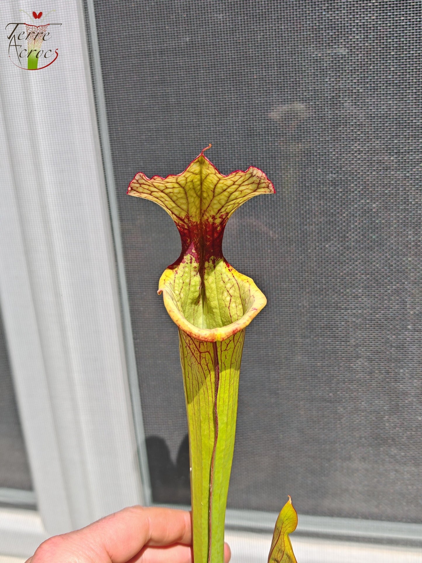 LBU05 Sarracenia hybride