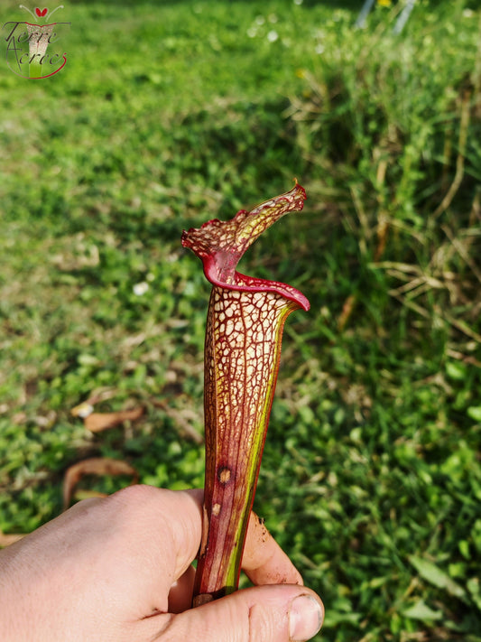 LBU05 Sarracenia hybride